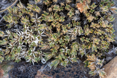 Phlox condensata