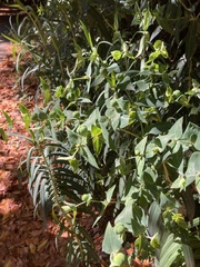 Euphorbia lathyris