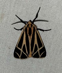 Apantesis phalerata