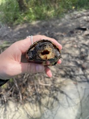 Sternotherus intermedius