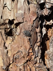 Brochymena quadripustulata