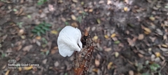 Oudemansiella australis