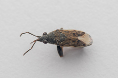 Peritrechus gracilicornis