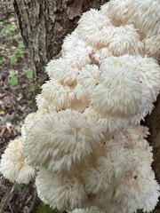 Hericium americanum