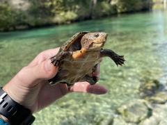 Sternotherus intermedius
