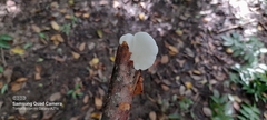 Oudemansiella australis