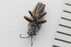 Peritrechus gracilicornis
