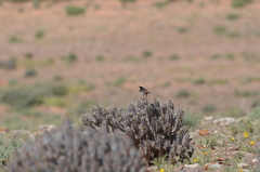 Oenanthe moesta