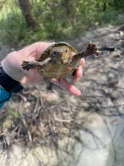 Sternotherus intermedius