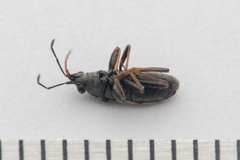 Peritrechus gracilicornis