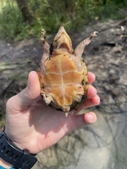 Sternotherus intermedius