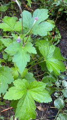 Eriocapitella hupehensis