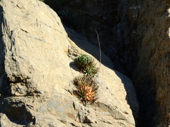 Agave victoriae-reginae