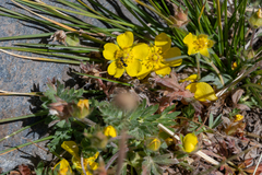 Potentilla breweri