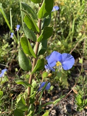 Asimina reticulata