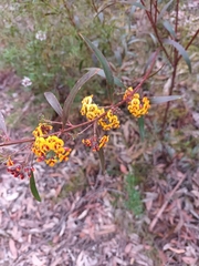 Daviesia corymbosa