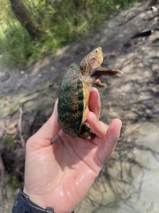 Sternotherus intermedius