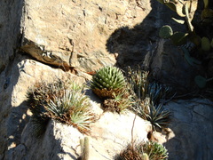 Agave victoriae-reginae