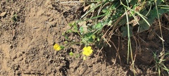 Potentilla gracilis fastigiata