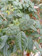 Boquila trifoliolata