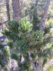 Pinus longaeva