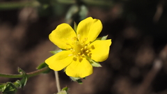 Potentilla gracilis fastigiata