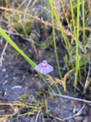 Utricularia uniflora