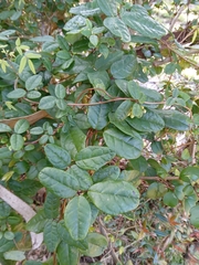 Boquila trifoliolata