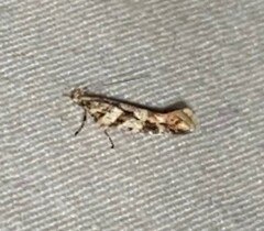 Aristotelia roseosuffusella