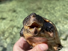 Sternotherus intermedius