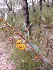 Daviesia corymbosa