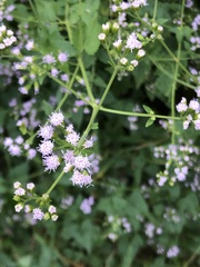 Fleischmannia incarnata