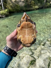 Sternotherus intermedius