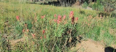Castilleja miniata oblongifolia