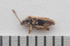 Nysius graminicola