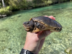 Sternotherus intermedius