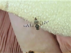 Pseudotephritina
