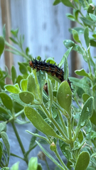 Nymphalidae