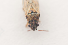 Nysius graminicola