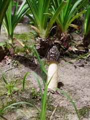 Phallus hadriani