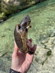 Sternotherus intermedius