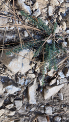 Linum lewisii