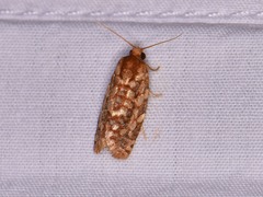 Choristoneura houstonana