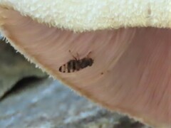 Pseudotephritina