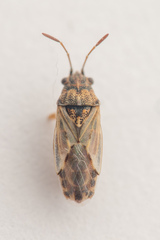 Nysius graminicola