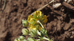Potentilla gracilis fastigiata