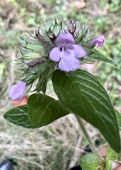 Clinopodium vulgare