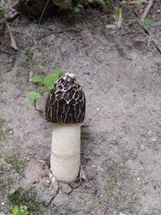 Phallus hadriani