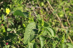 Acalypha ostryifolia