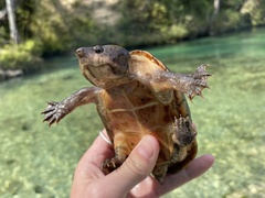 Sternotherus intermedius